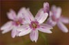 Claytonia lanceolata, Western Spring Beauty