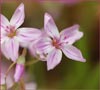 Claytonia lanceolata, Western Spring Beauty
