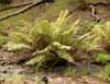 Giant Chain Fern, Woodwardia fimbriata