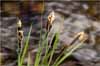 Carex nudata, Torrent Sedge