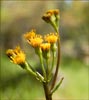 Senecio aronicoides, California Butterweed