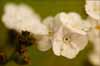 Plagiobothrys sp, Popcorn Flower