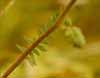 Wild Heliotrope, Phacelia distans