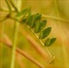 Vicia villosa ssp varia, Winter Vetch
