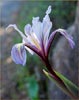 Unknown Iris, Iris sp