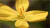 Yellow Eyed Grass, Sisyrinchium californicum