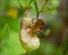 Dutchmans Pipe, Aristolochia californica