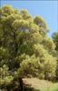 Quercus chrysolepis, Canyon Live Oak