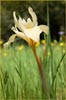 Iris fernaldii, Fernalds Iris