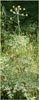 California Lomatium, Lomatium californicum