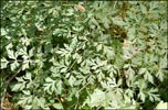 Lomatium californicum, California Lomatium