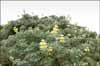 Lupinus arboreus, Yellow Bush Lupine