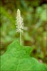 Achlys triphylla ssp triphylla, Vanilla Leaf