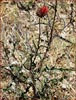 Cirsium occidentale var venustum, Venus Thistle