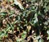 Cirsium occidentale var venustum, Venus Thistle