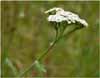 Achillea millefolium, Coastal Yarrow