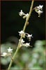Tiarella unifoliata, SIngle Sugar Scoop