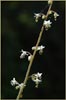 SIngle Sugar Scoop, Tiarella unifoliata