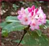 Pacific Rhododendron, Rhododendron macrophyllum