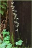 Tiarella trifoliata var unifoliata, Sugar Scoop
