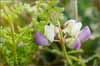 Bicolored Lupine, Lupinus bicolor