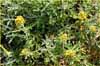 Eriophyllum staechadifolium, Lizard Tail