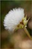 California Dandelion, Agoseris grandiflora