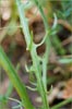 California Dandelion, Agoseris grandiflora