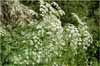 Poison Hemlock, Conium maculatum