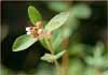 Common Snowberry, Symphoricarpos albus ssp laevigatus