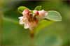 Symphoricarpos albus ssp laevigatus, Common Snowberry
