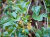 Poison Oak, Toxicodendron diversilobum