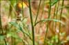 Eriophyllum lanatum var arachnoidium, Woolly Sunflower
