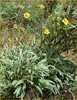California Sunflower, Helianthella californica