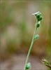 Plagiobothrys nothofulvus, Popcorn Flower