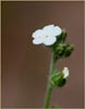 Popcorn Flower, Plagiobothrys nothofulvus