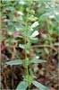 Scutellaria californica, California Skullcap