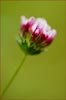 Tomcat Clover, Trifolium willdenovii