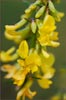 Lotus scoparius, Deerweed