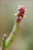 Pickleweed, Salicornia virginica