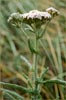 Coastal Yarrow, Achillea millefolium