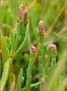 Salicornia virginica, Pickleweed