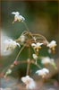 Vancouveria planipetala, Inside Out Flower