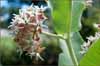 Showy Milkweed, Ascelpias speciosa