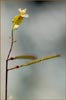 Streptanthus branchiatus, Socrates Mine Jewelflower