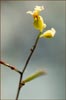 Streptanthus sp, Jewelflower