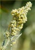 Artemisia douglasiana, Mugwort