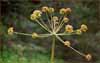 California Lomatium, Lomatium californicum