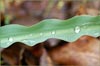 Wavy Leaf Soap Plant, Chlorogalum pomeridianum