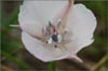 Calochortus uniflorus, Large Flowered Star Tulip